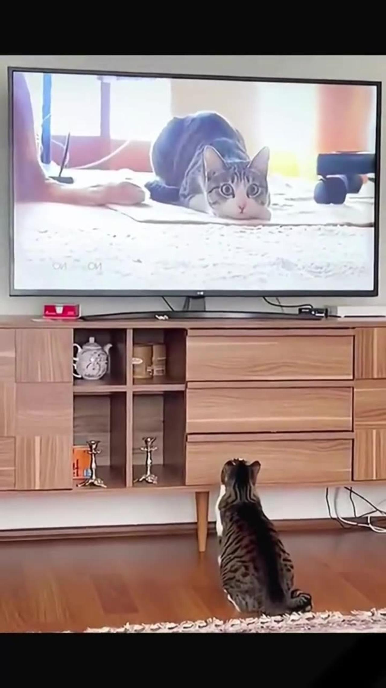Cat Afraid of tv cat One News Page VIDEO