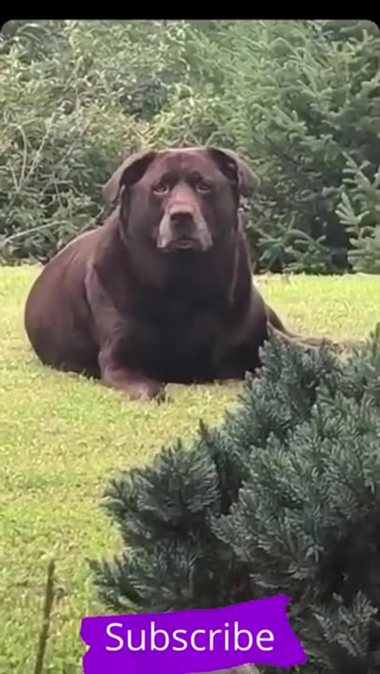 Top Funny Cute Dog Videos - One News Page VIDEO