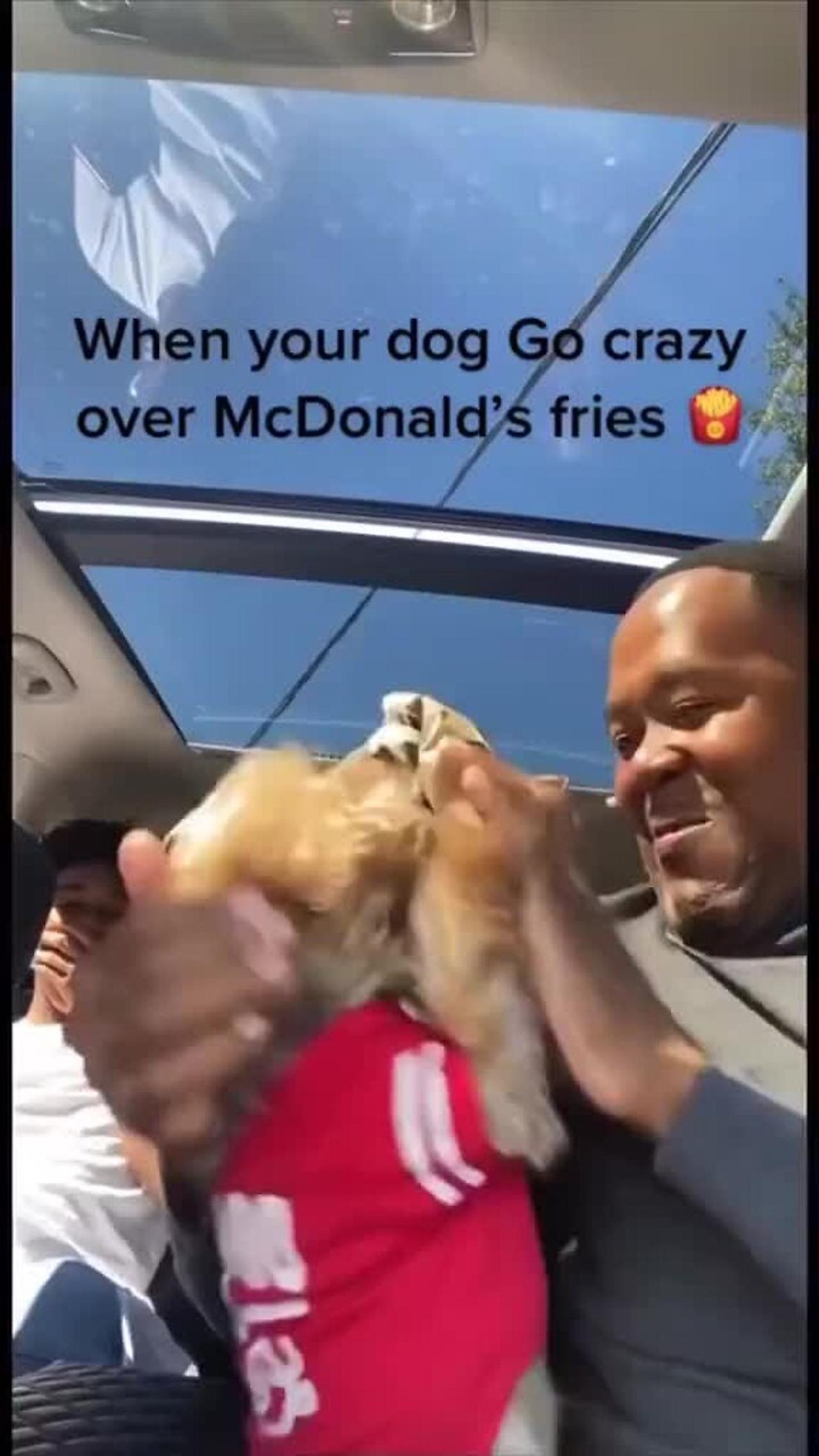 Little dog goes crazy over McDonald's fries!.mp4