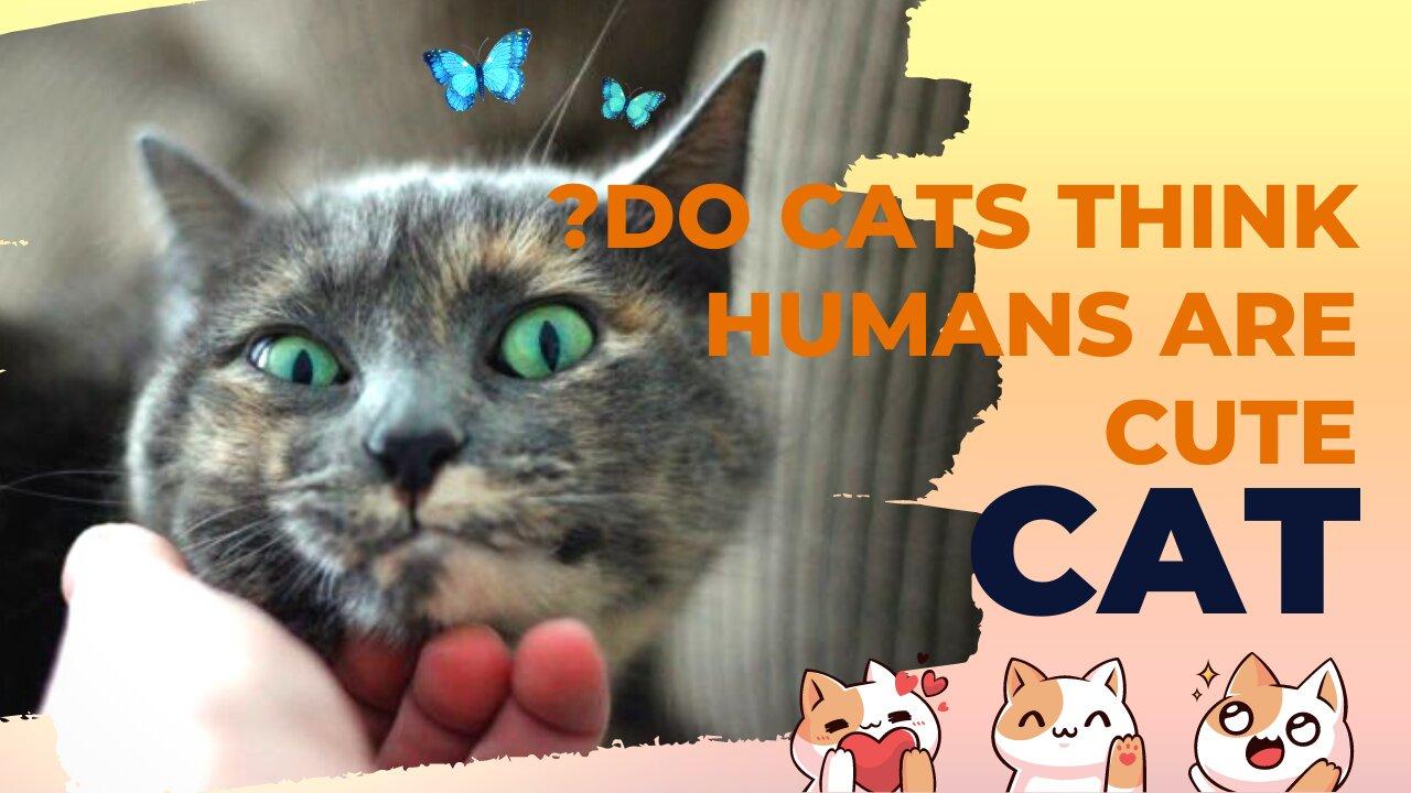 Do Cats Think Humans Are Cute ? One News Page VIDEO