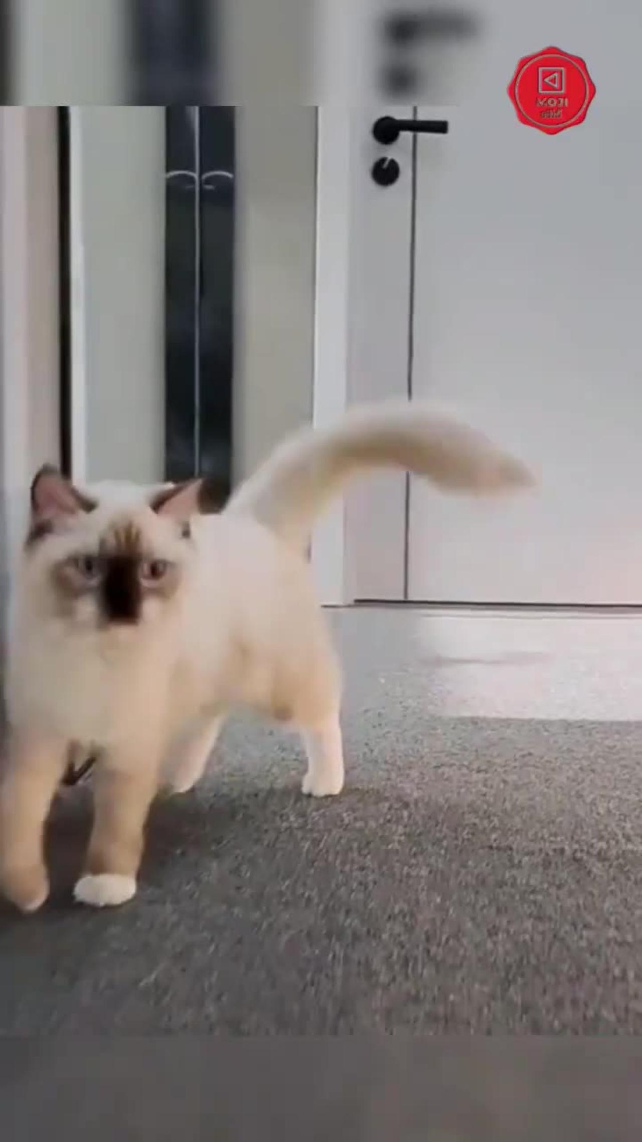 Hiss-terical Cats: The Funniest Videos of Our Furry Friends
