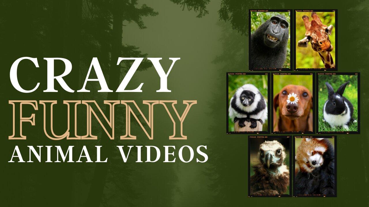 Funny animal videos 2023