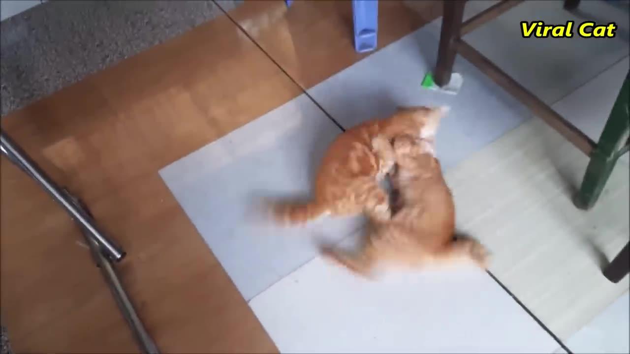 CATS FIGHTING AND MEOWING-TWO BROTHERS BLOOD CATS | VIRAL CATS