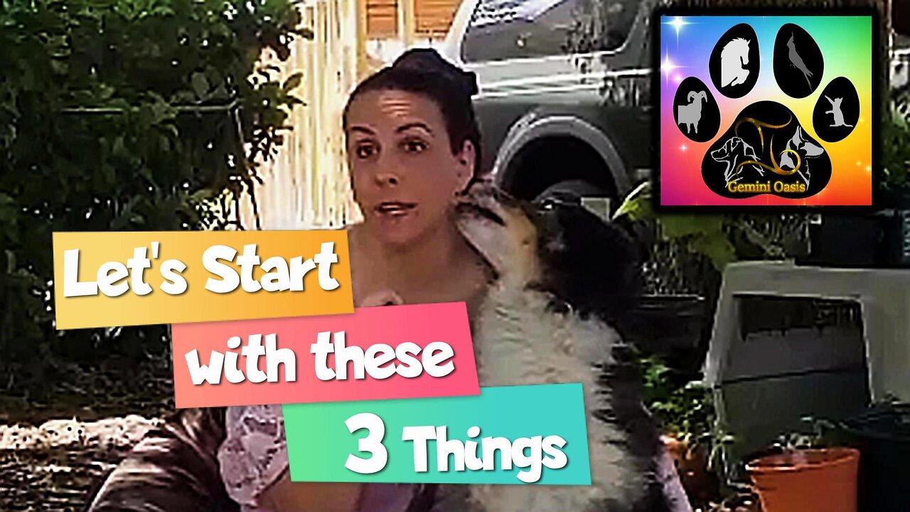 Gemini Oasis Dog Obedience Training Basics 3 One News Page VIDEO