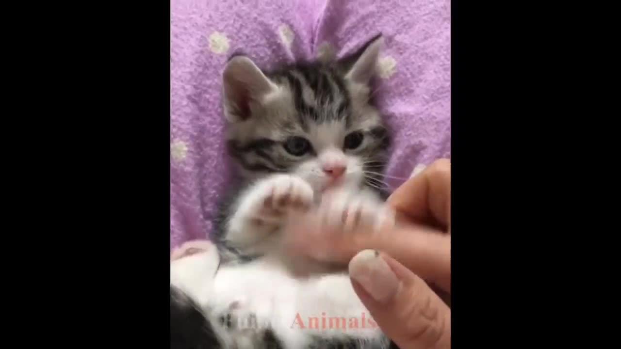 Cute with his owners Beautiful must watch