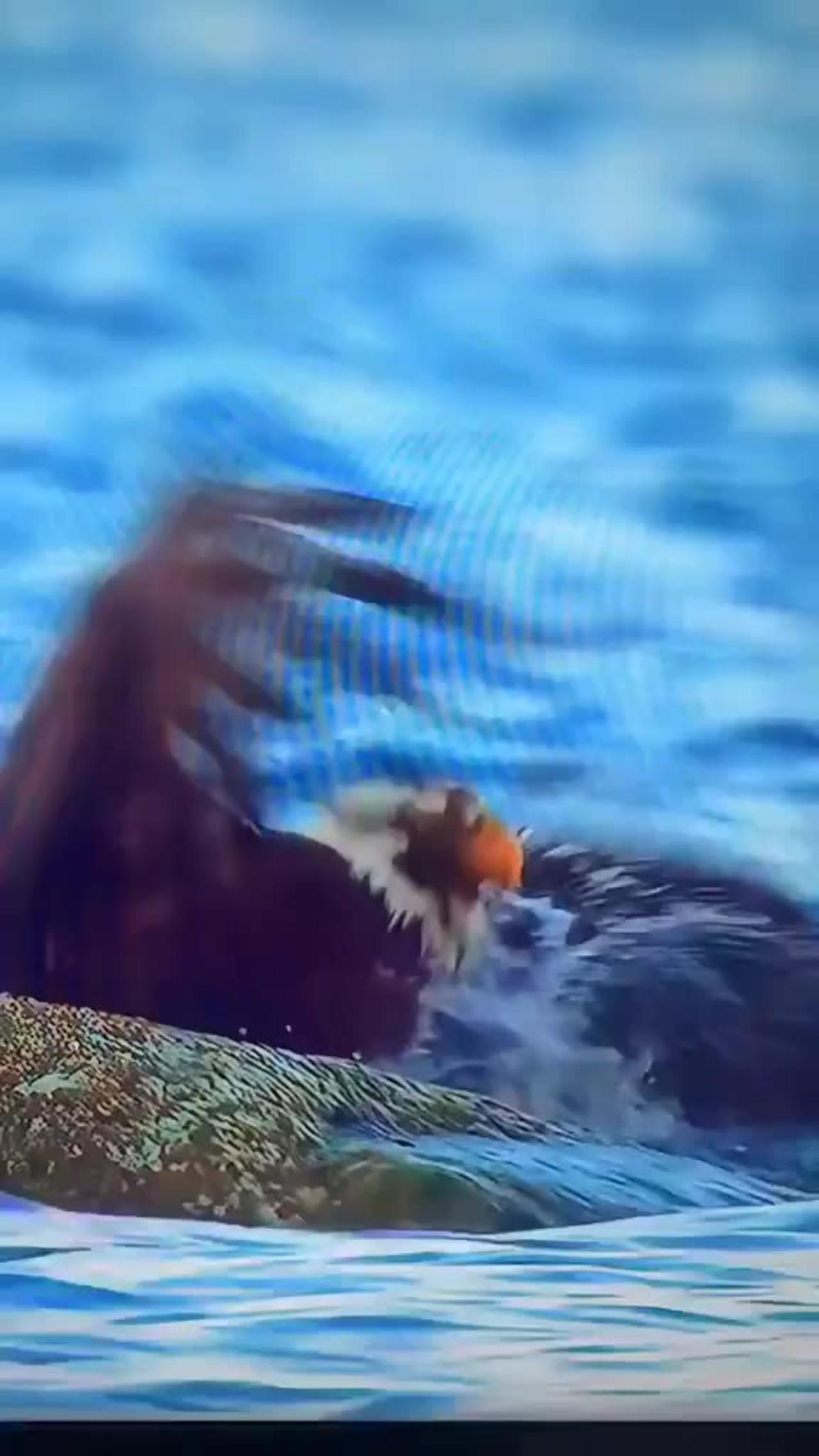 Nice video egle - One News Page VIDEO