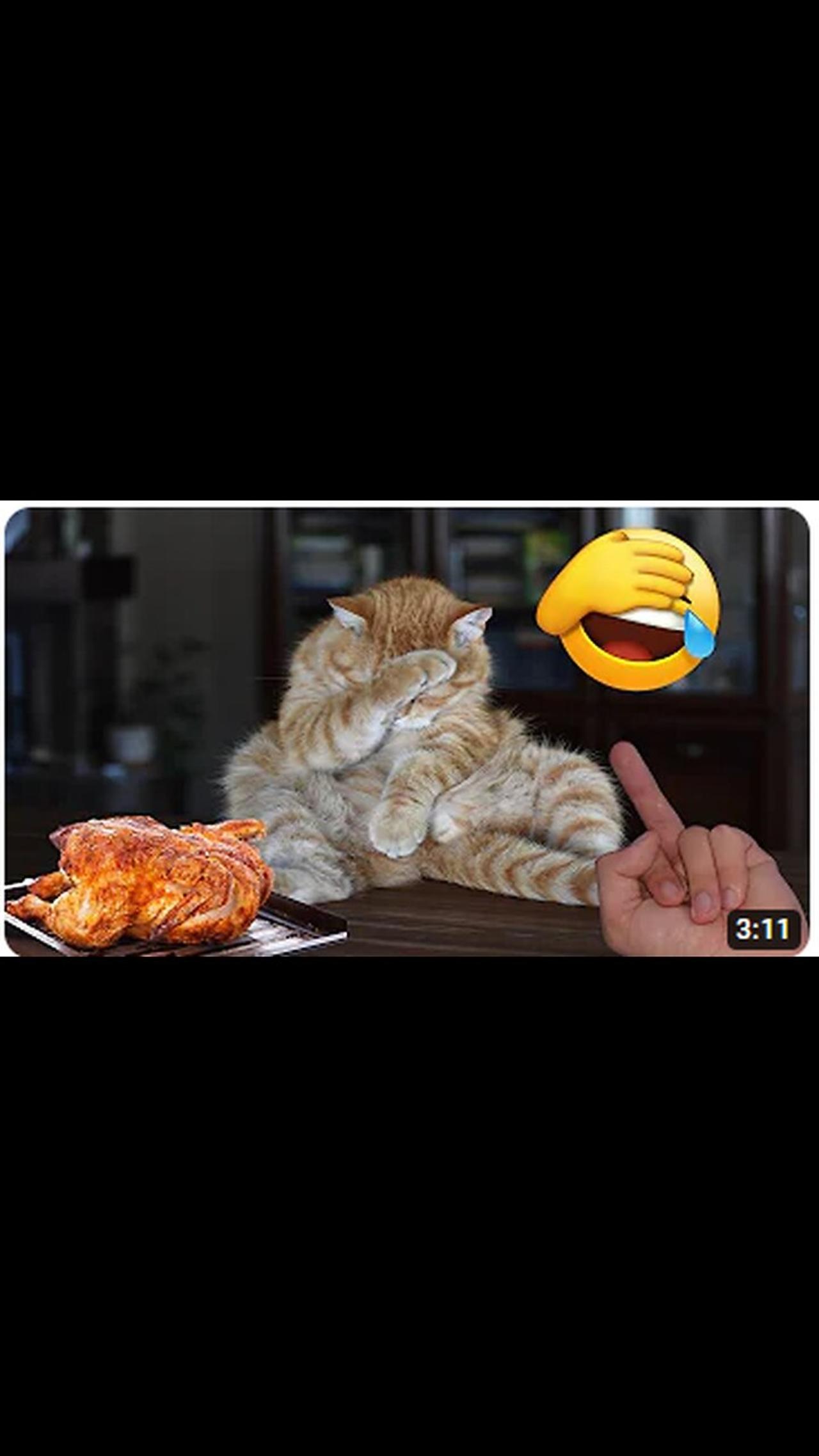 Hilarious Tourist Fails:  Must-see TikTok Compilation