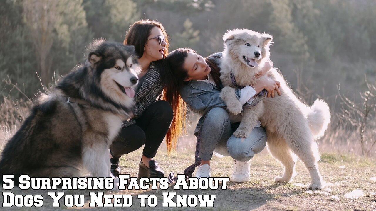 5 Surprising Facts About Dogs You Need to Know