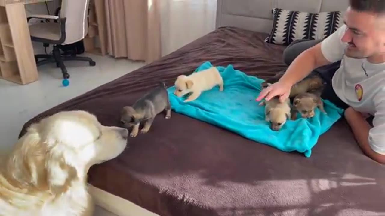 Dog goes crazy on seeing her puppies!