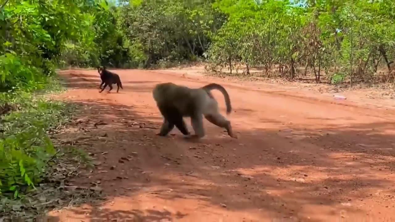 Monkey vs dog real fight   funny dog vs monkey video  funny video comedy videos