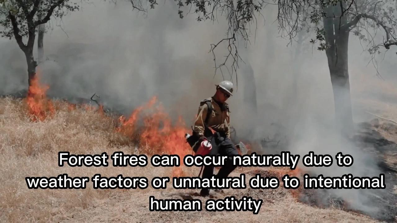Are forest fire disasters very dangerous? and what's the solution?