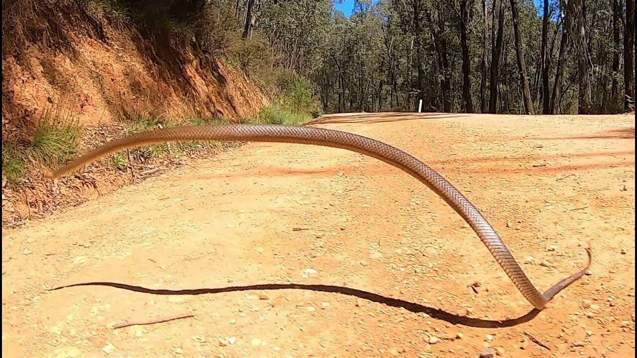 Eastern Brown Snake jumps into the air One News Page VIDEO