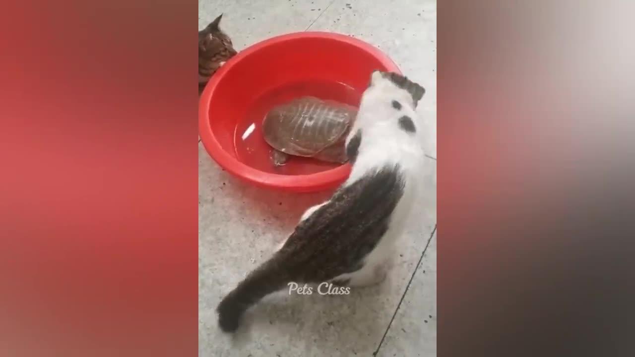 Funny Animals! Must watch!! 🤣🤣