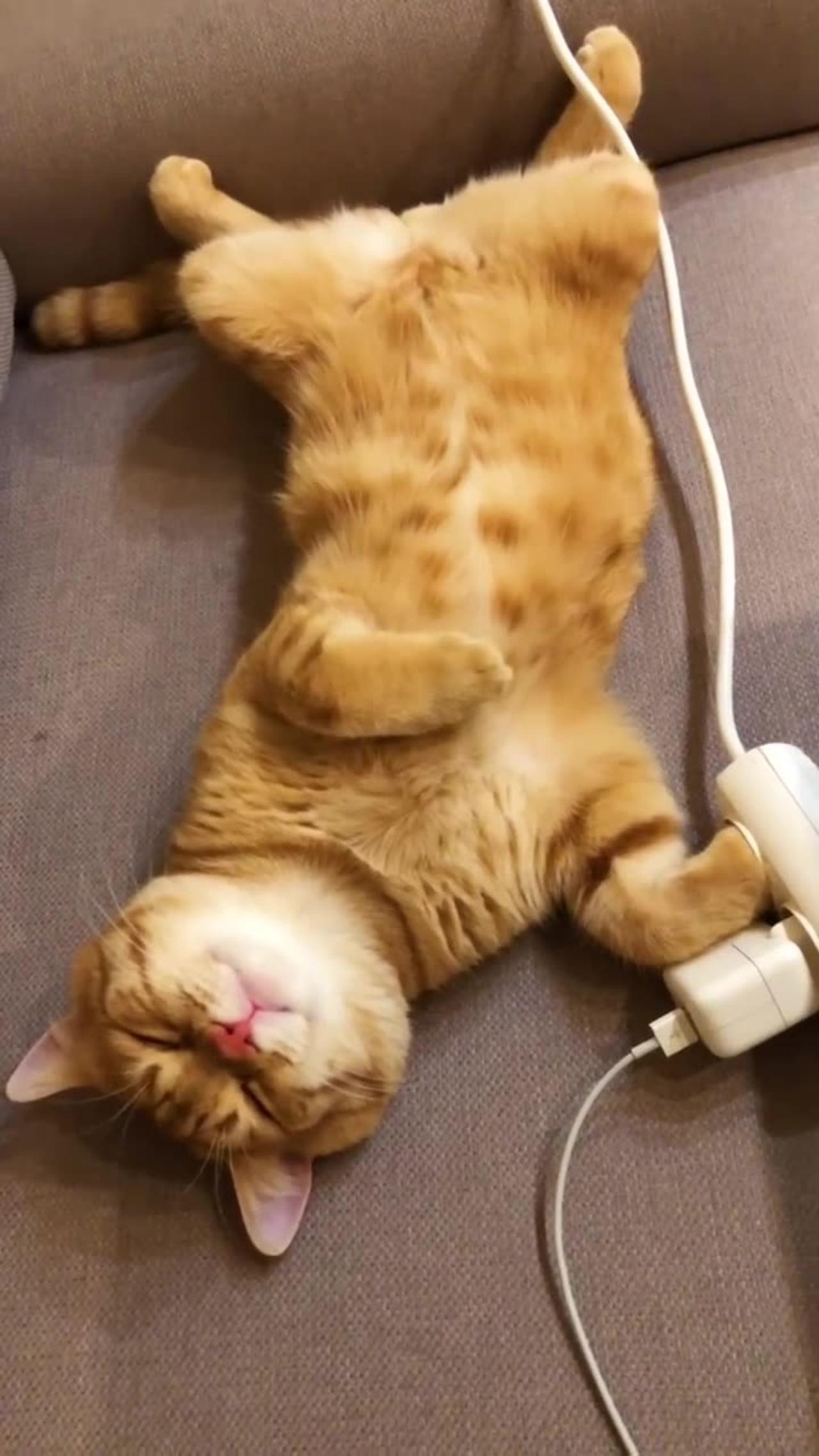 Cat after recharging #cats #shorts🤪
