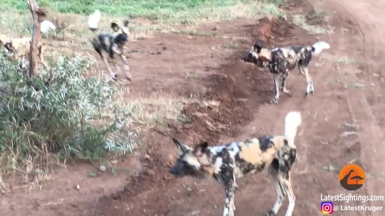 Wild Dogs vs Cheetah Standoff Over a Kill One News Page VIDEO