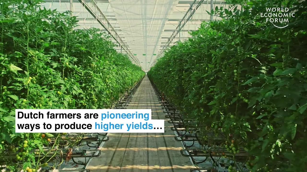 Farmers in the Netherlands are growing more food using less resources | Pioneers for Our Planet