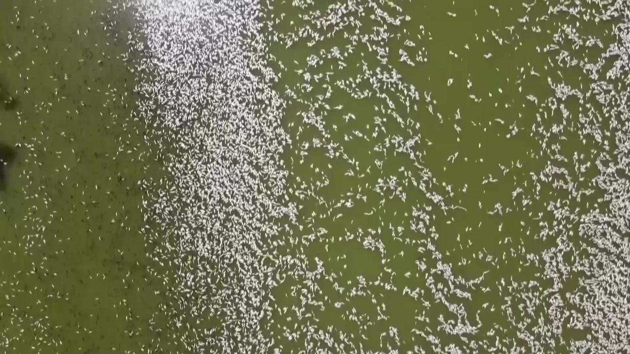 Dead fish clog Australian river