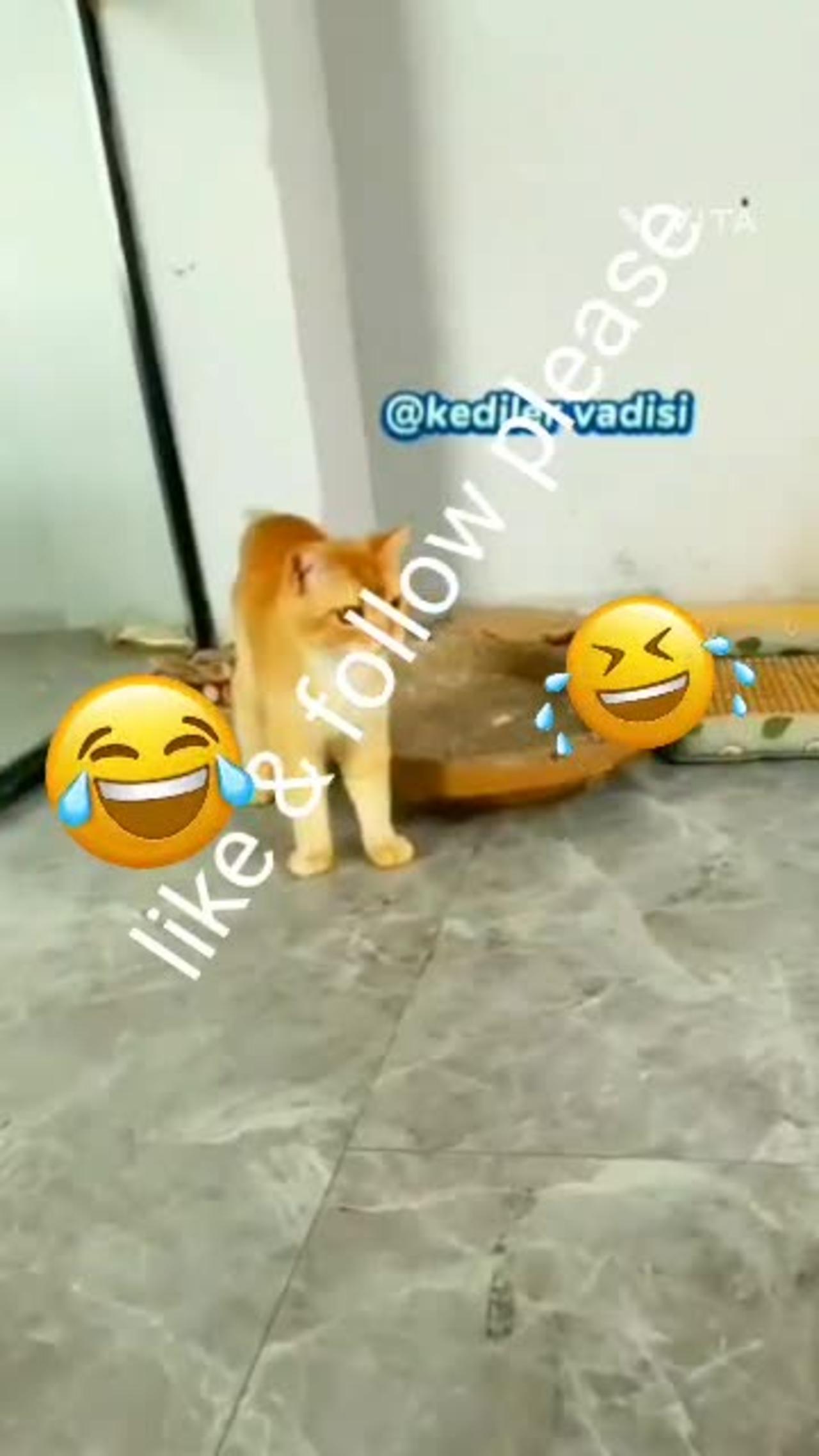 Cat's and duck  funny video 📹 🤣 😂 😆 😄 💀