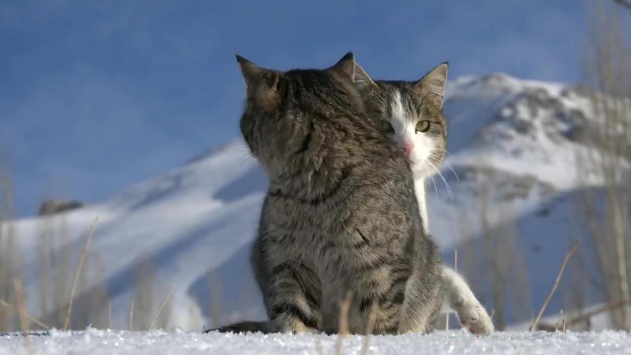 cat on snow One News Page VIDEO