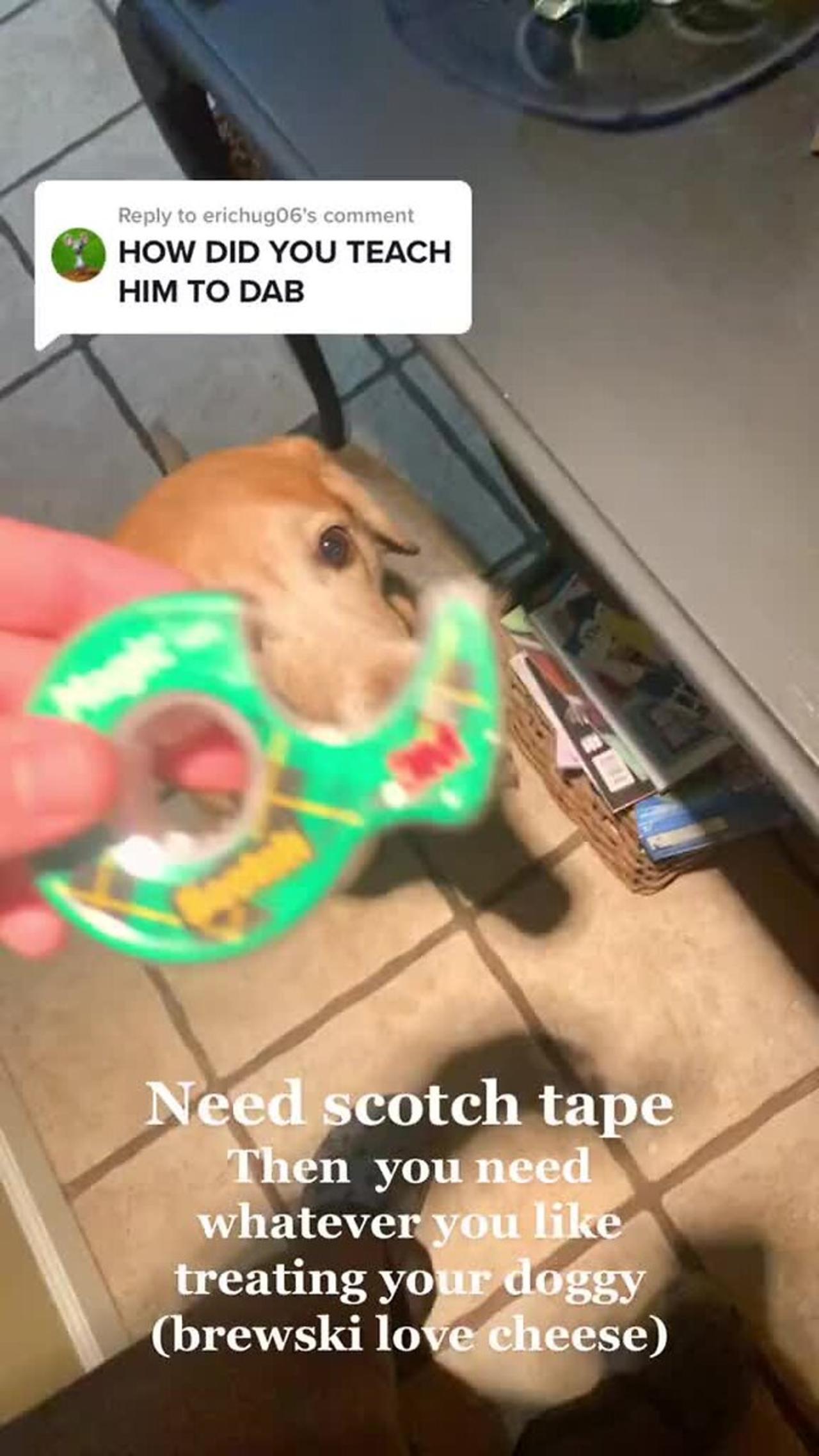 Guy explains how to teach your dog to dab!.mp4 One News Page VIDEO