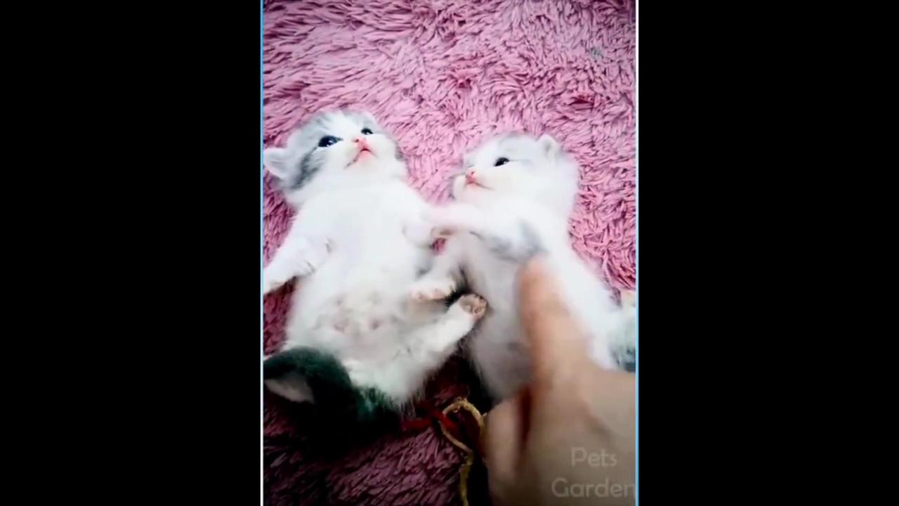 Hilarious Cats Funny Videos of 2023
