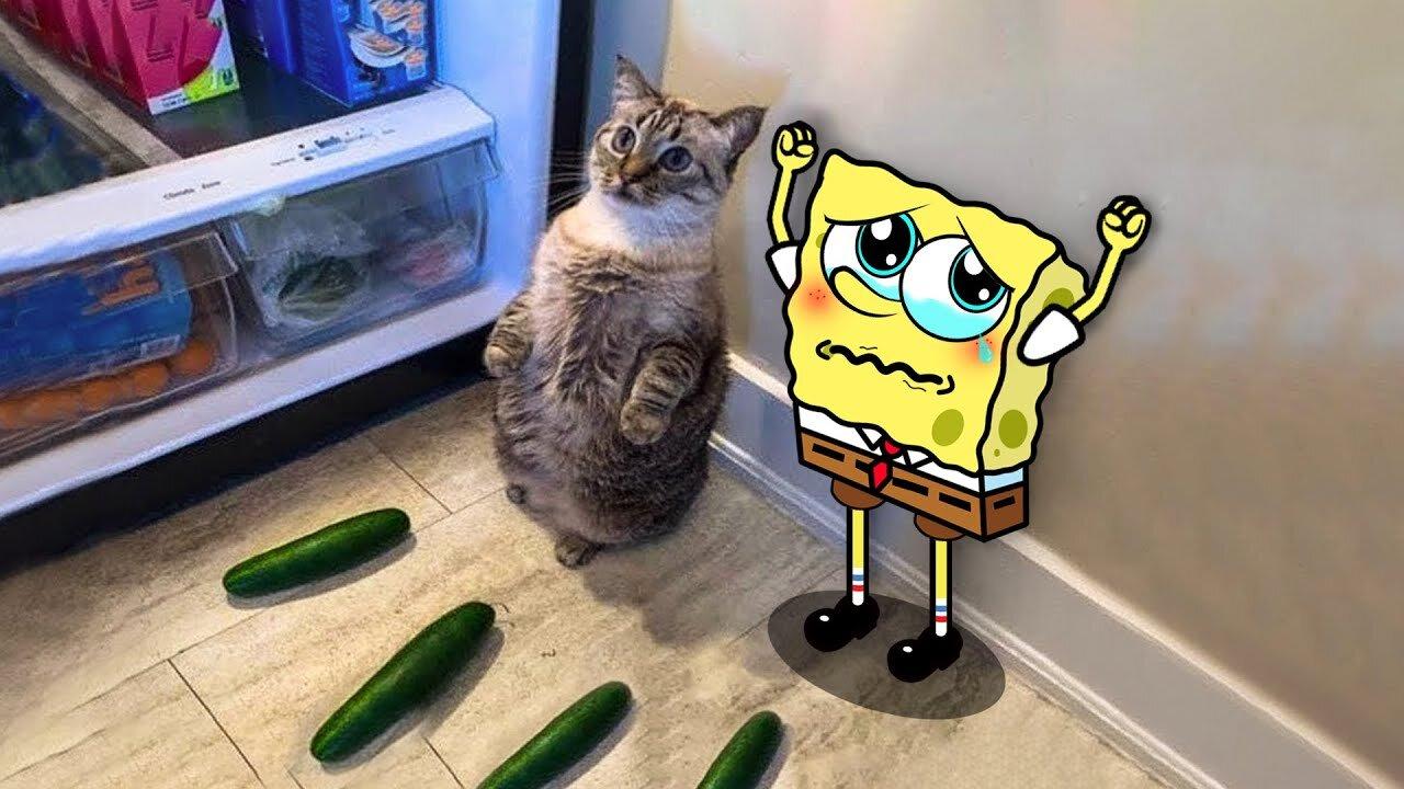 Spongebob vs  Cats And Dogs Funny Animation