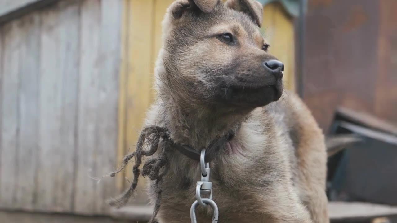 DOGS BARKING!! Angry Dogs Real Guard Dogs One News Page VIDEO