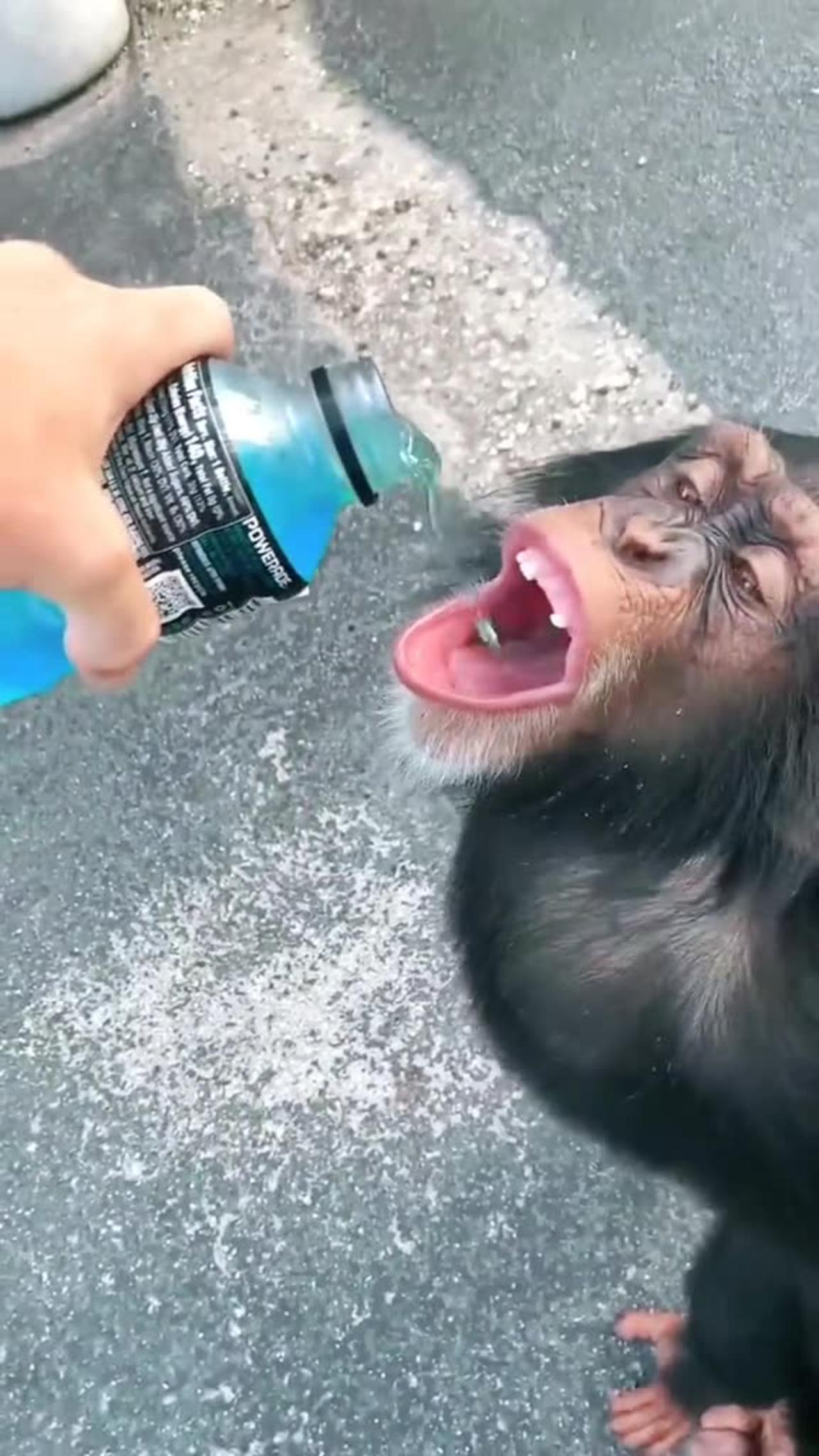 monkey Drink juice , funny monkey , funny One News Page VIDEO