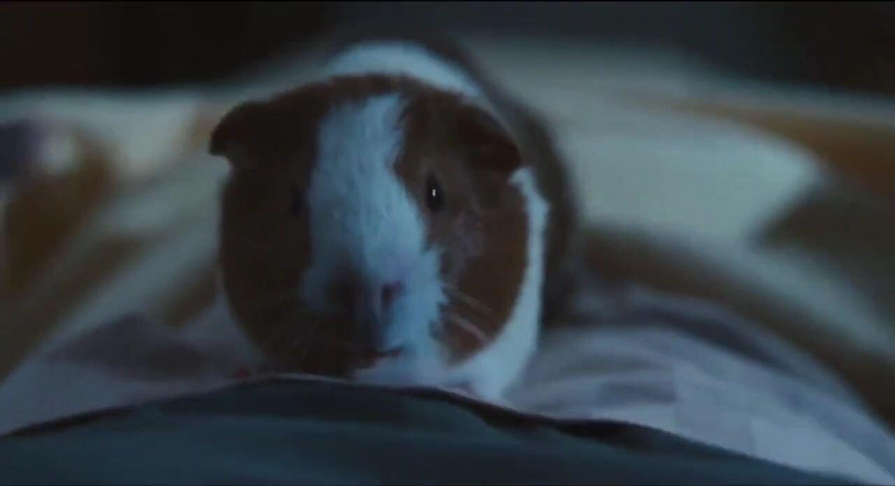 Guinea Pig and funny scene Dr Dolittle Part 1