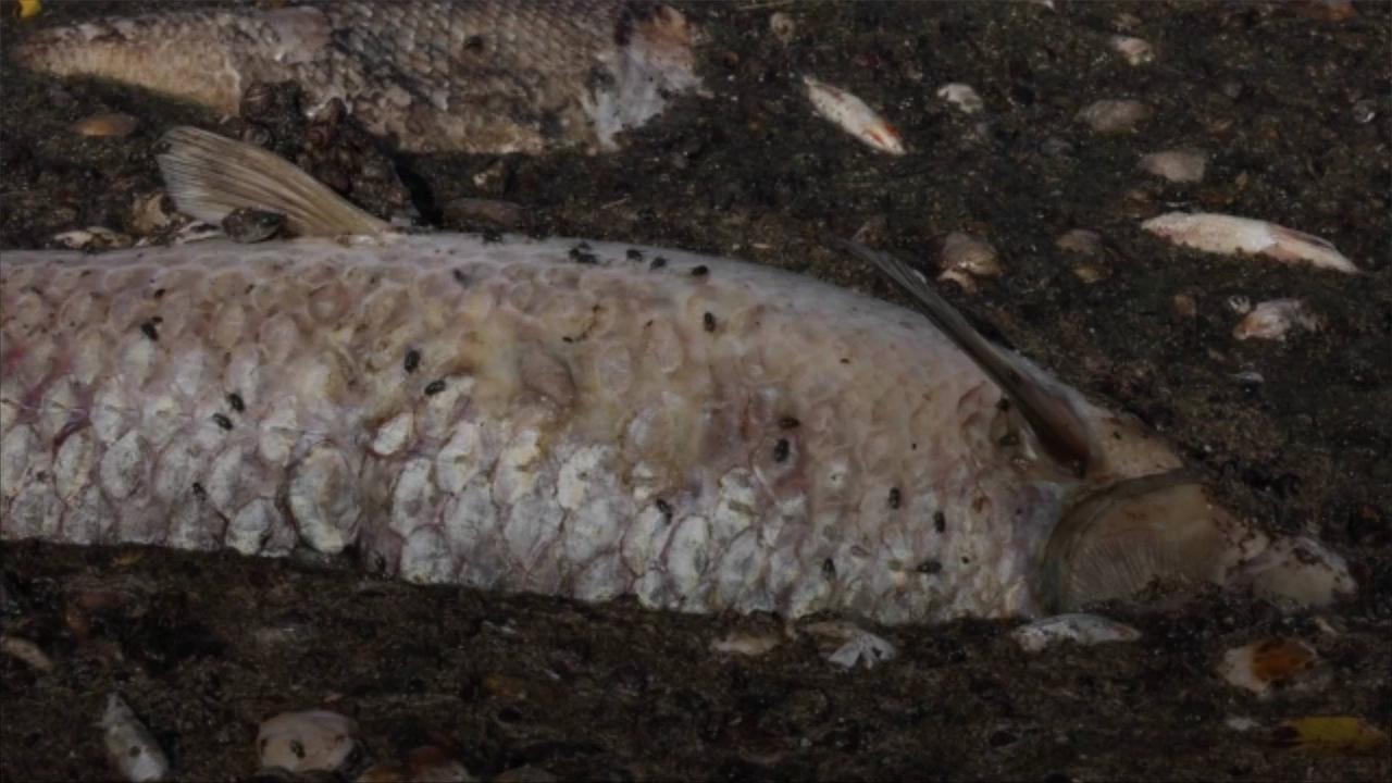 Mass Die-Off of Fish Recorded in Australia's Darling River