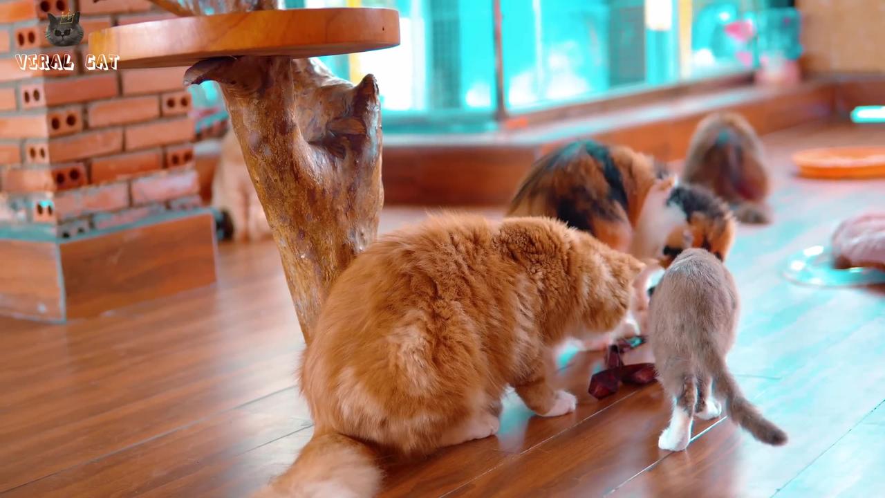 4K Quality Animal Footage - Cats and Kittens Beautiful Scenes Episode 4 | Viral Cat
