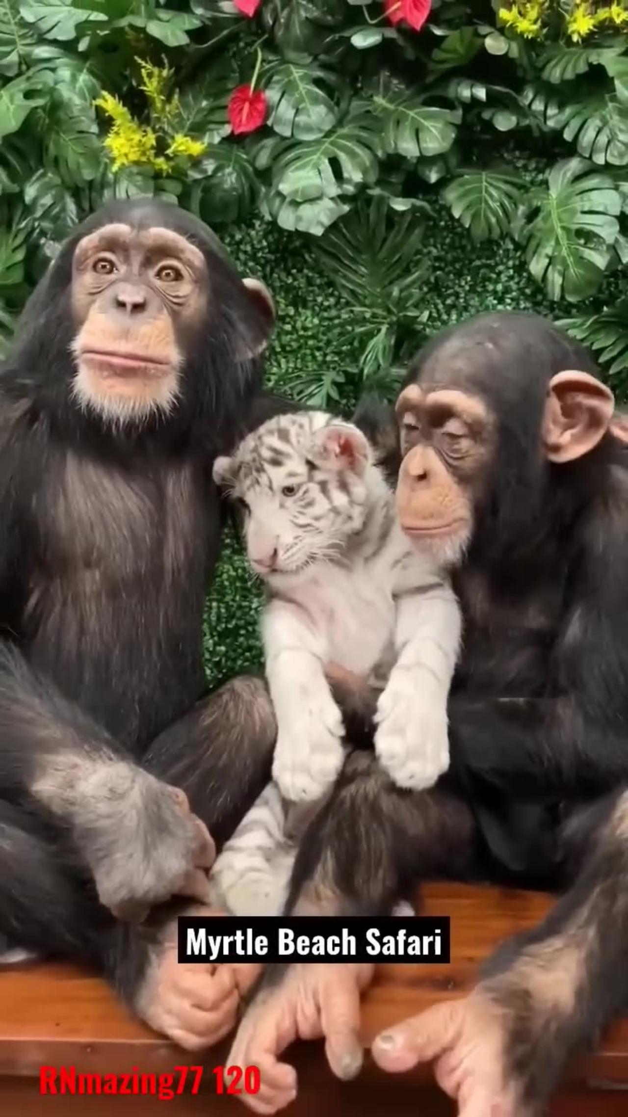 Animals Act Like Humans. Cute Animals #gorilla #gorillas #orangutan #gorillatag #gorillaz