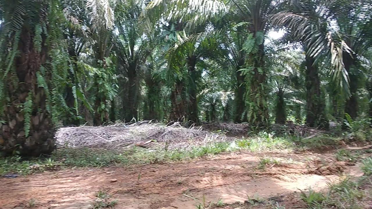 Palm oil garden