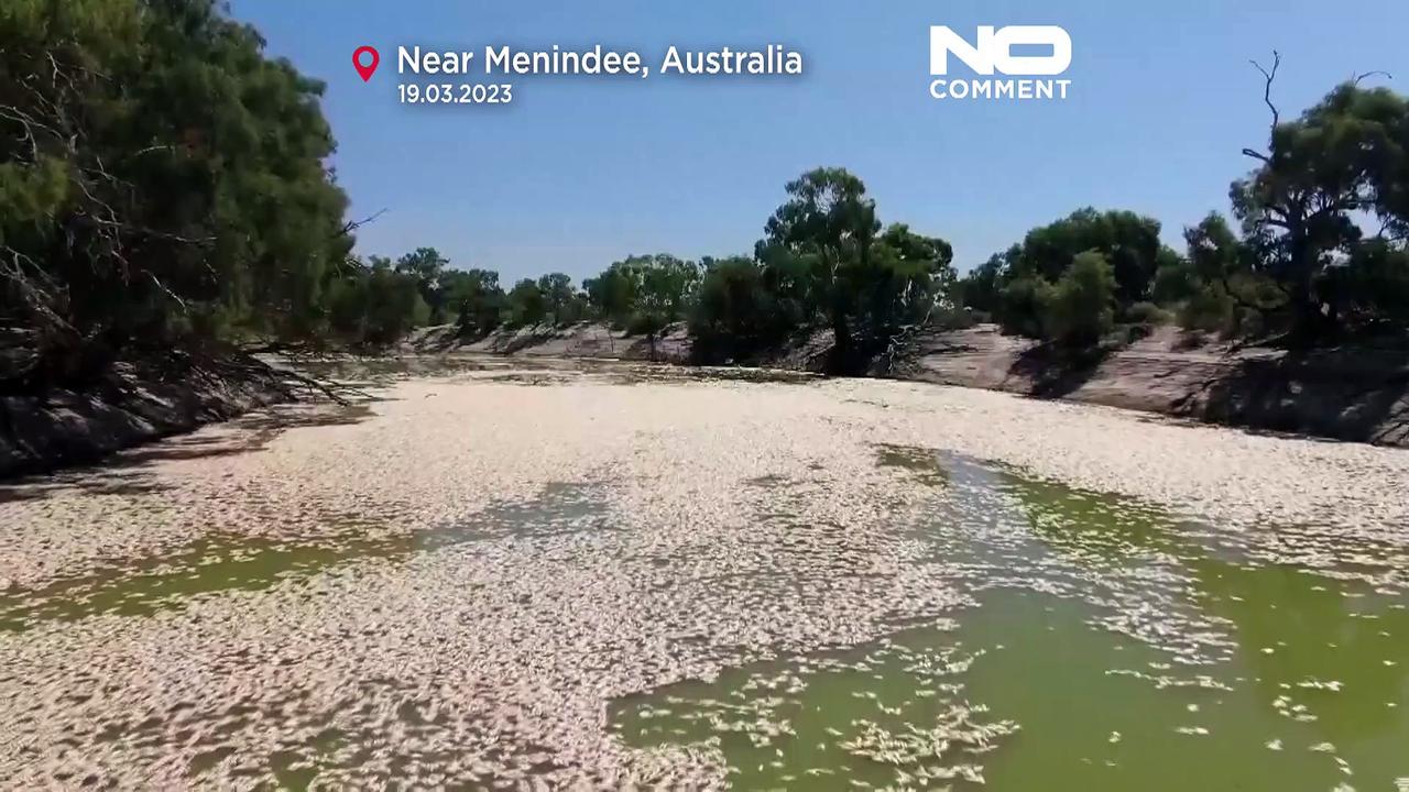 Millions of fish have died in Australia due to low river oxygen levels