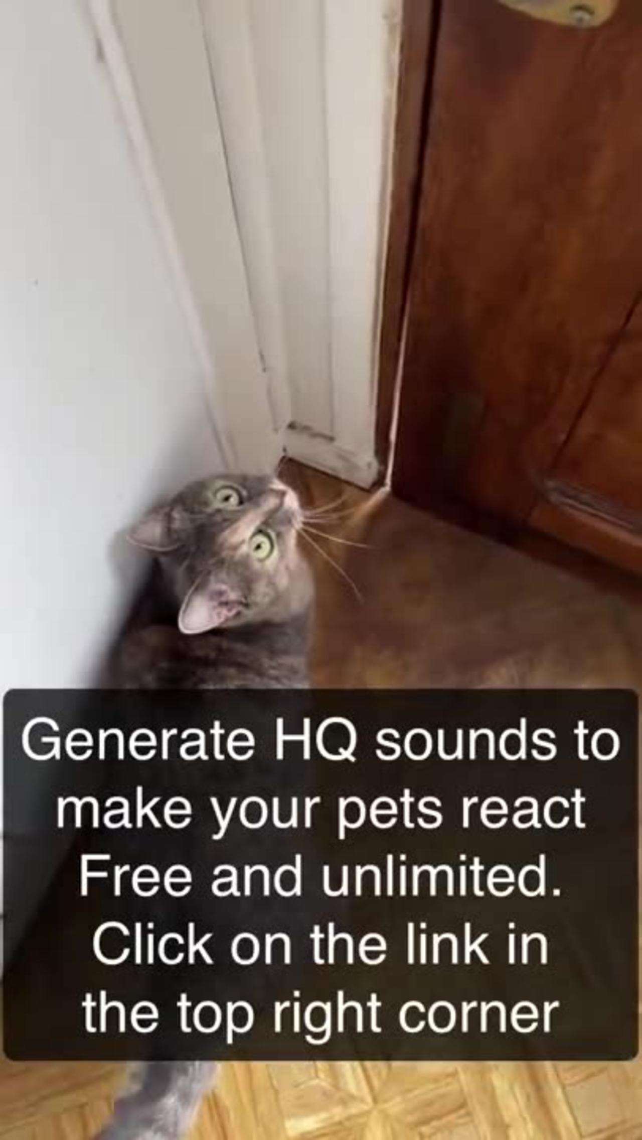 SOUNDS THAT ATTRACTS CATS