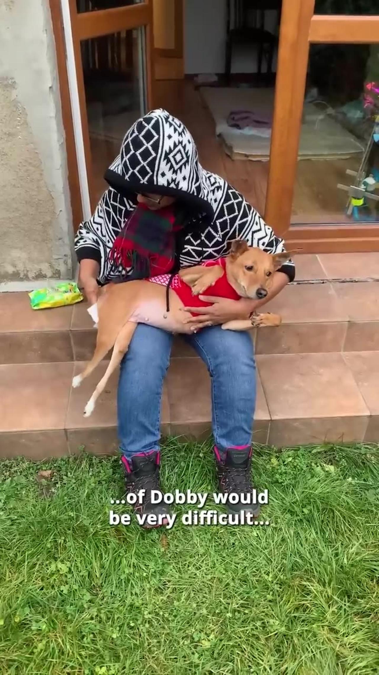 How to take care of a disabled dog One News Page VIDEO