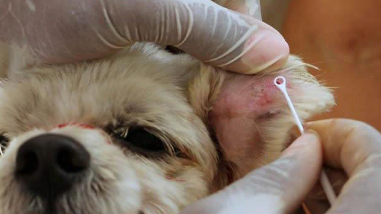 Coleira de cachorro com inseticida amplia leishmaniose em outros cães que não a usam