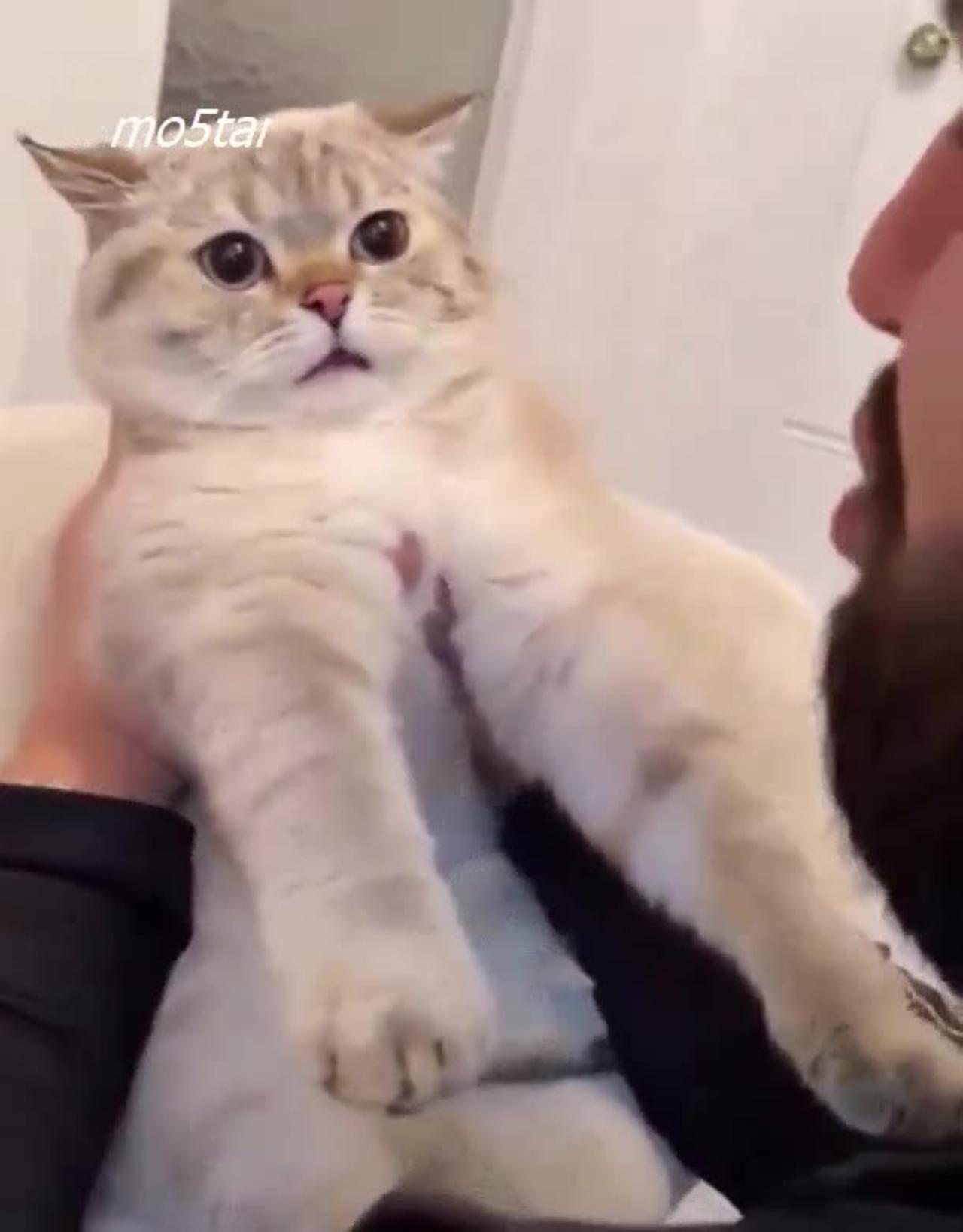 cat sweet One News Page VIDEO