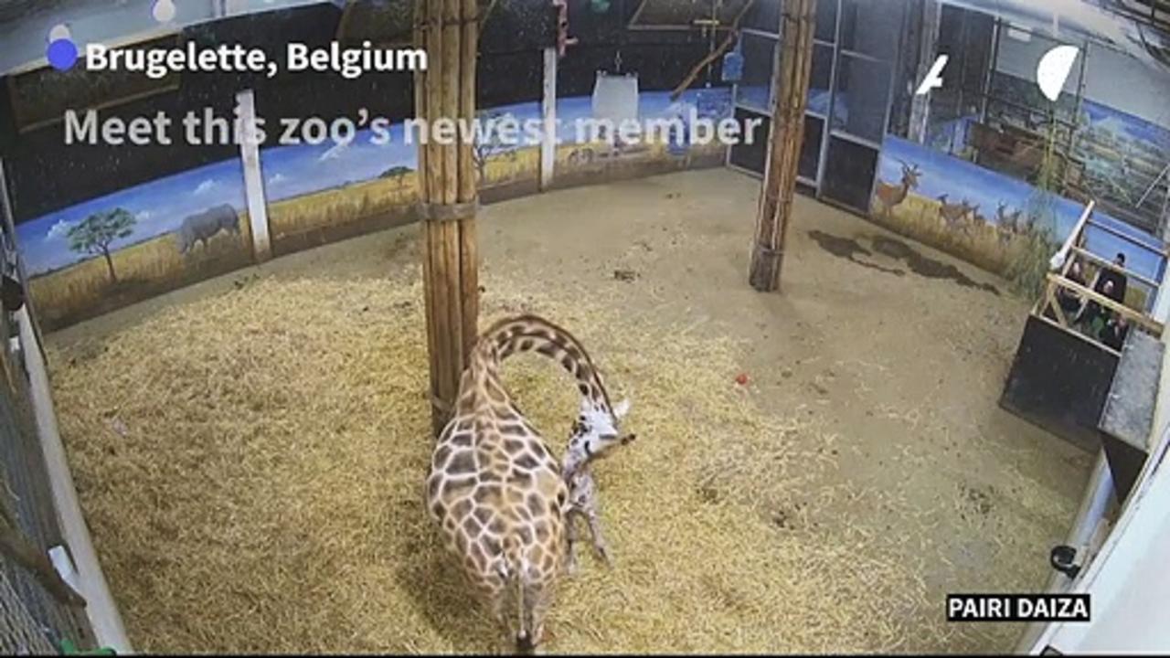Baby giraffe born at Belgian zoo