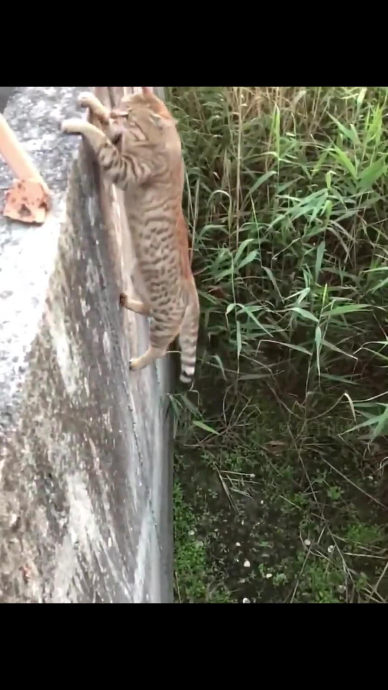 kung fu cat