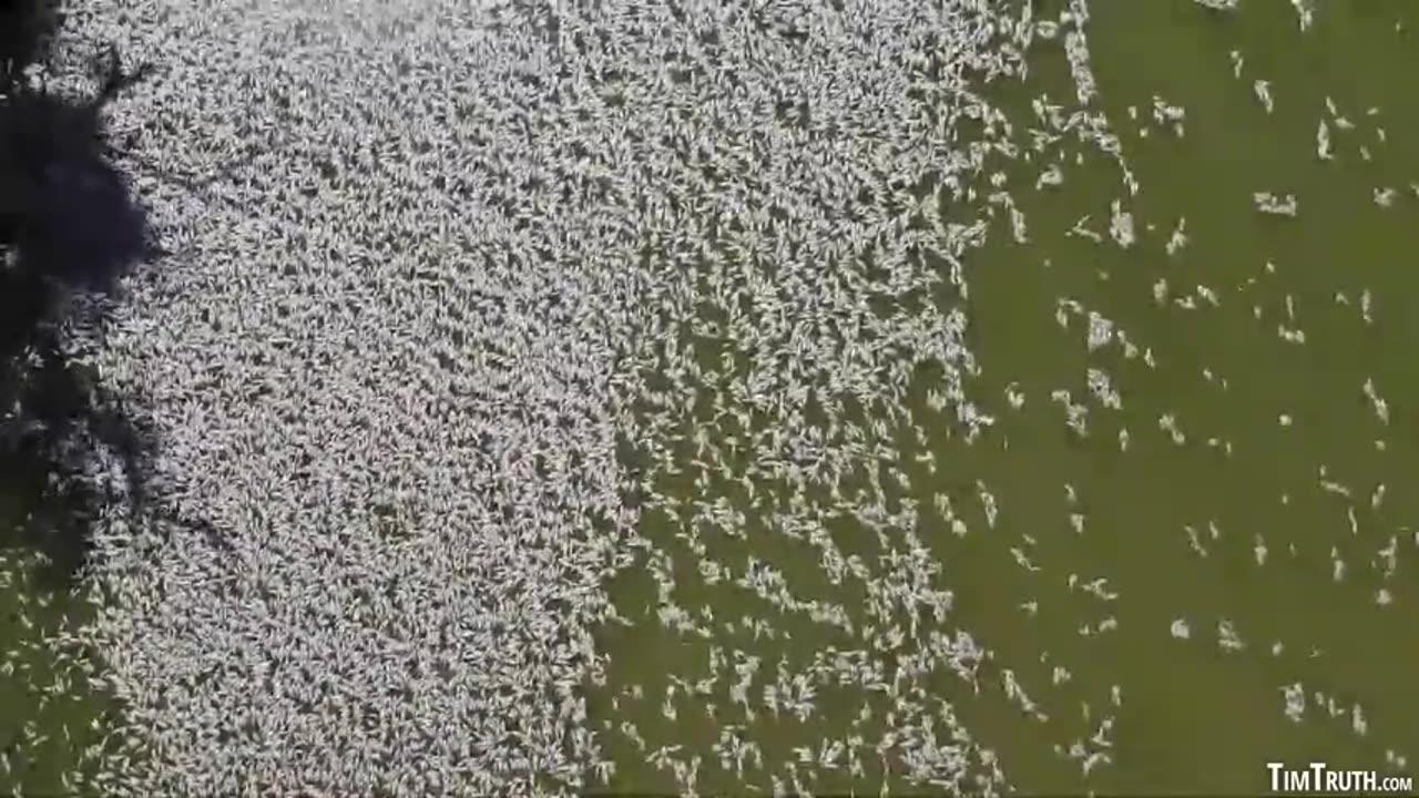 STARVATION CATALYST: MILLIONS OF DEAD FISH KILLED IN LATEST FISH GENOCIDE (DARLING RIVER AUSTRALIA)