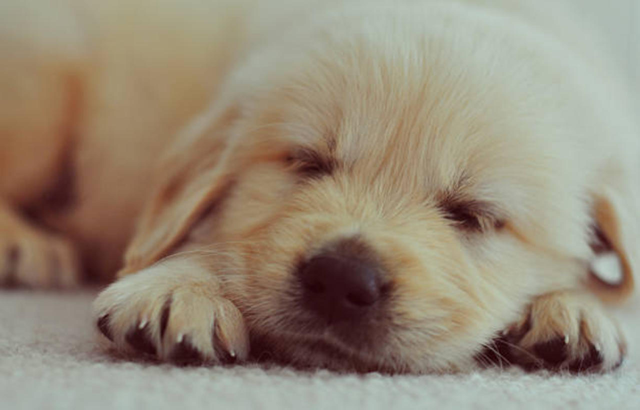 6 Fun Facts for National Puppy Day
