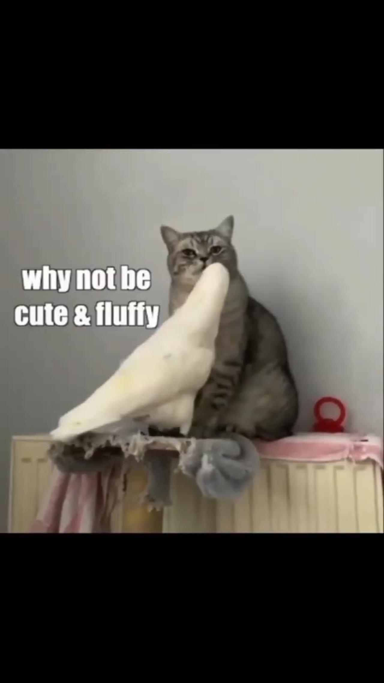 Cat is funny #shorts /Funny cat cuet kitten viral meme & tiktok cats video