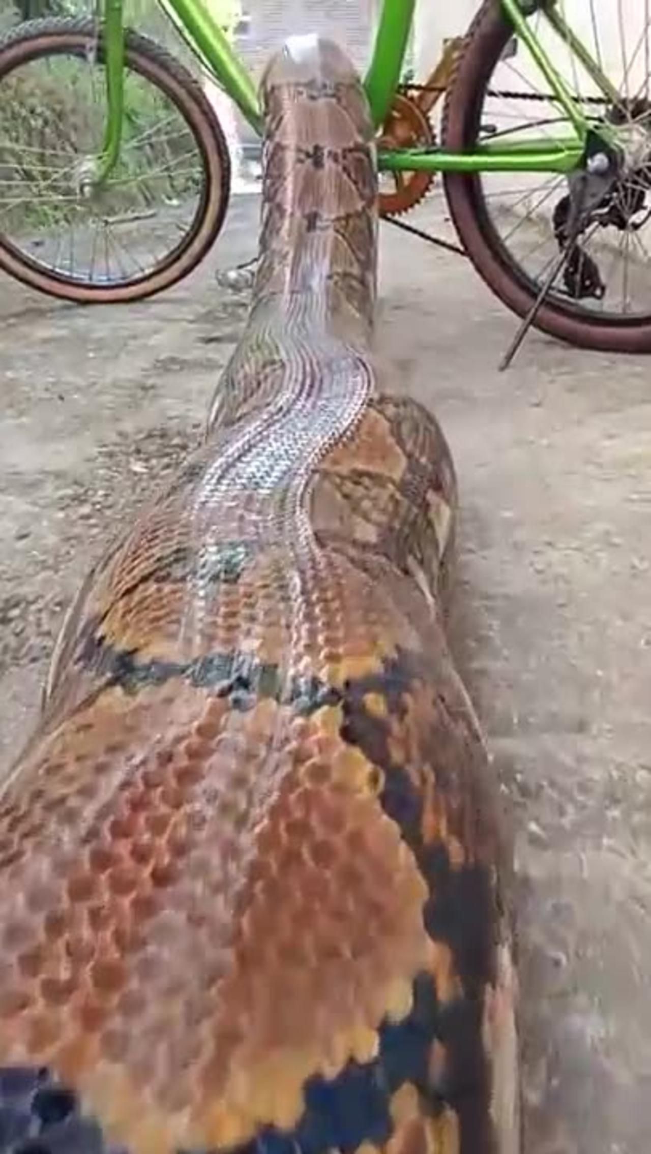 Very biggest anaconda