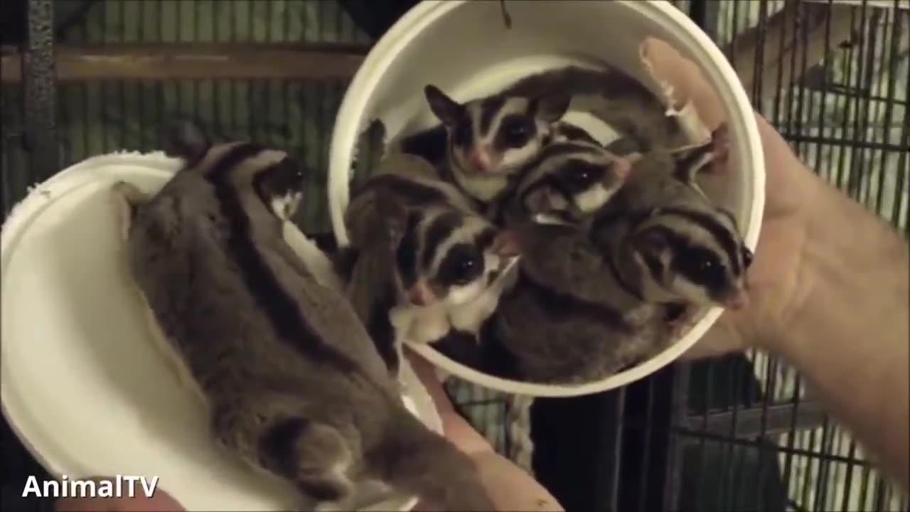 SUGAR GLIDERS - Funny & Cute Compilation