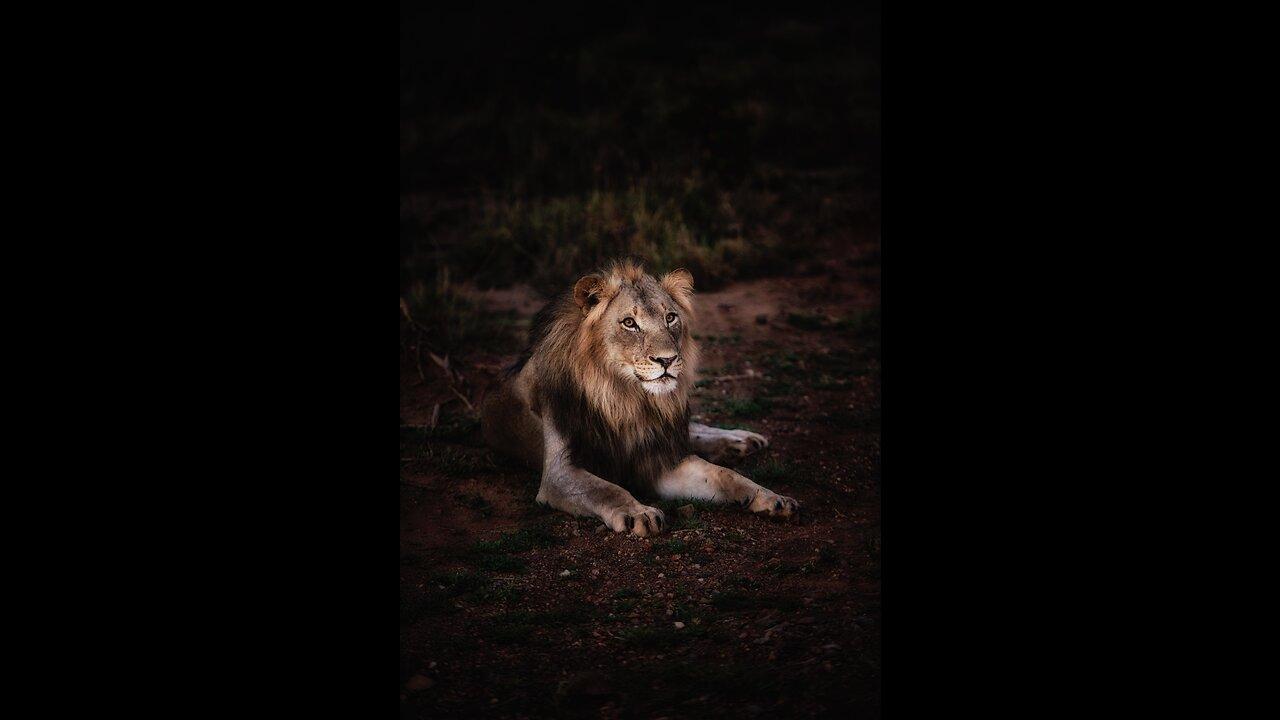 LION Panthera leo