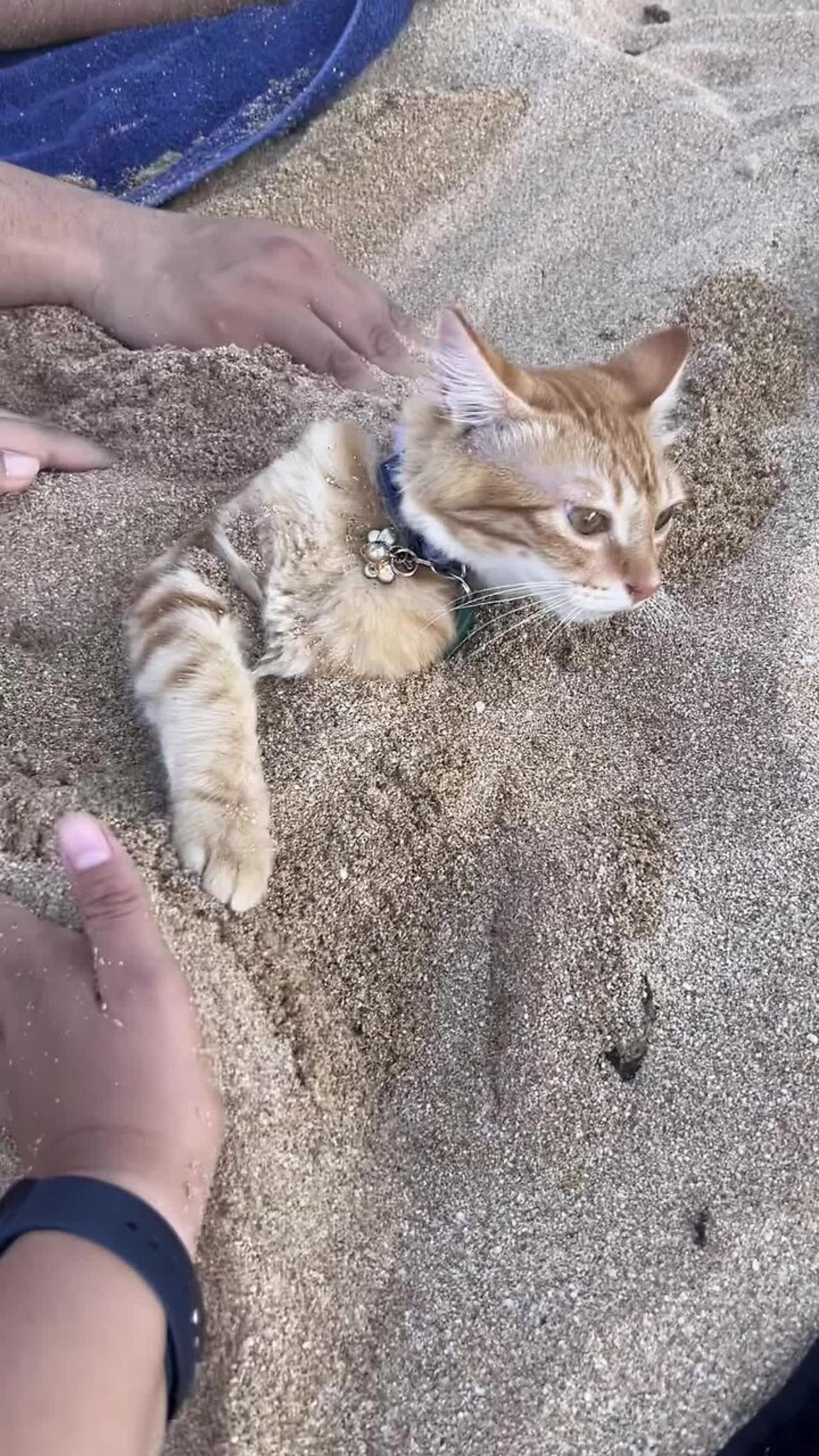 Cat is playing in the sand on the beach!.MOV One News Page VIDEO