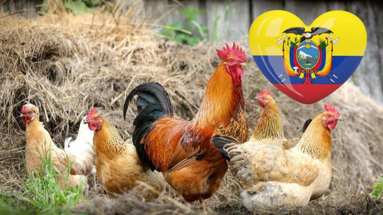 Sunrise Farms - Quality Chicken in Ecuador