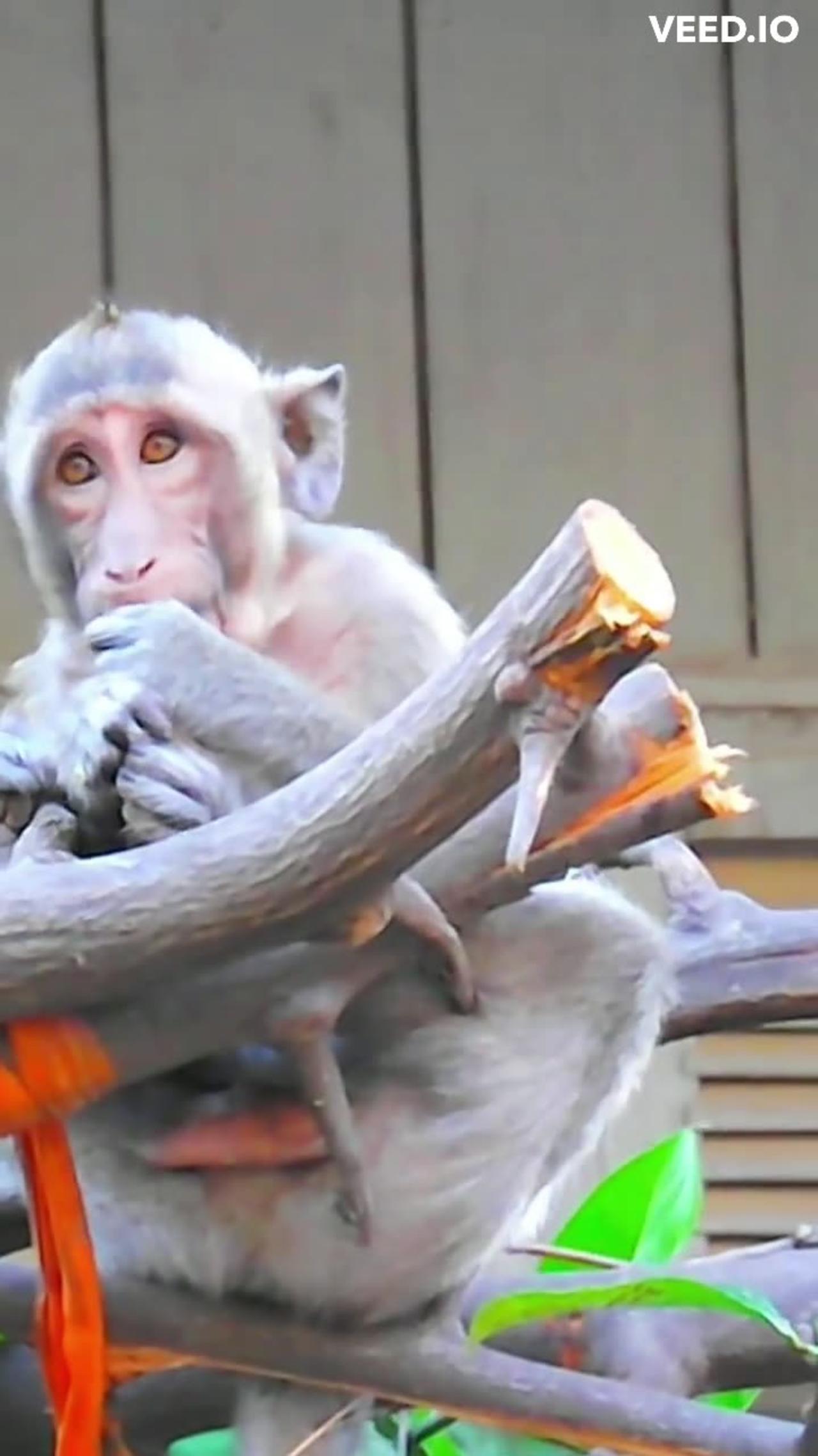 Cutest animals doing funny things-monkey