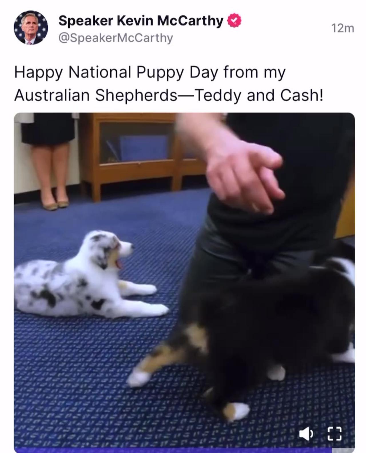 McCarthy: Happy National Puppy Day